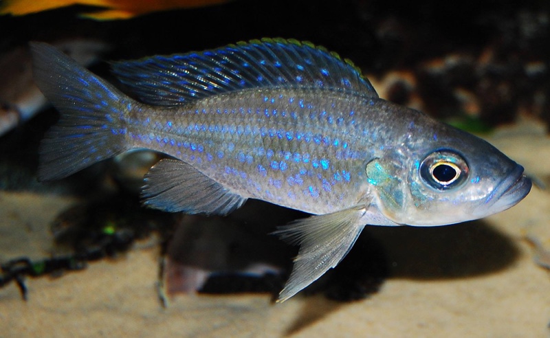 Aulonocranus dewindti